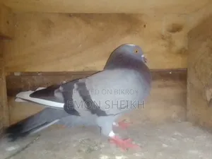 জালালী কবুতর বিক্রির জন্য
