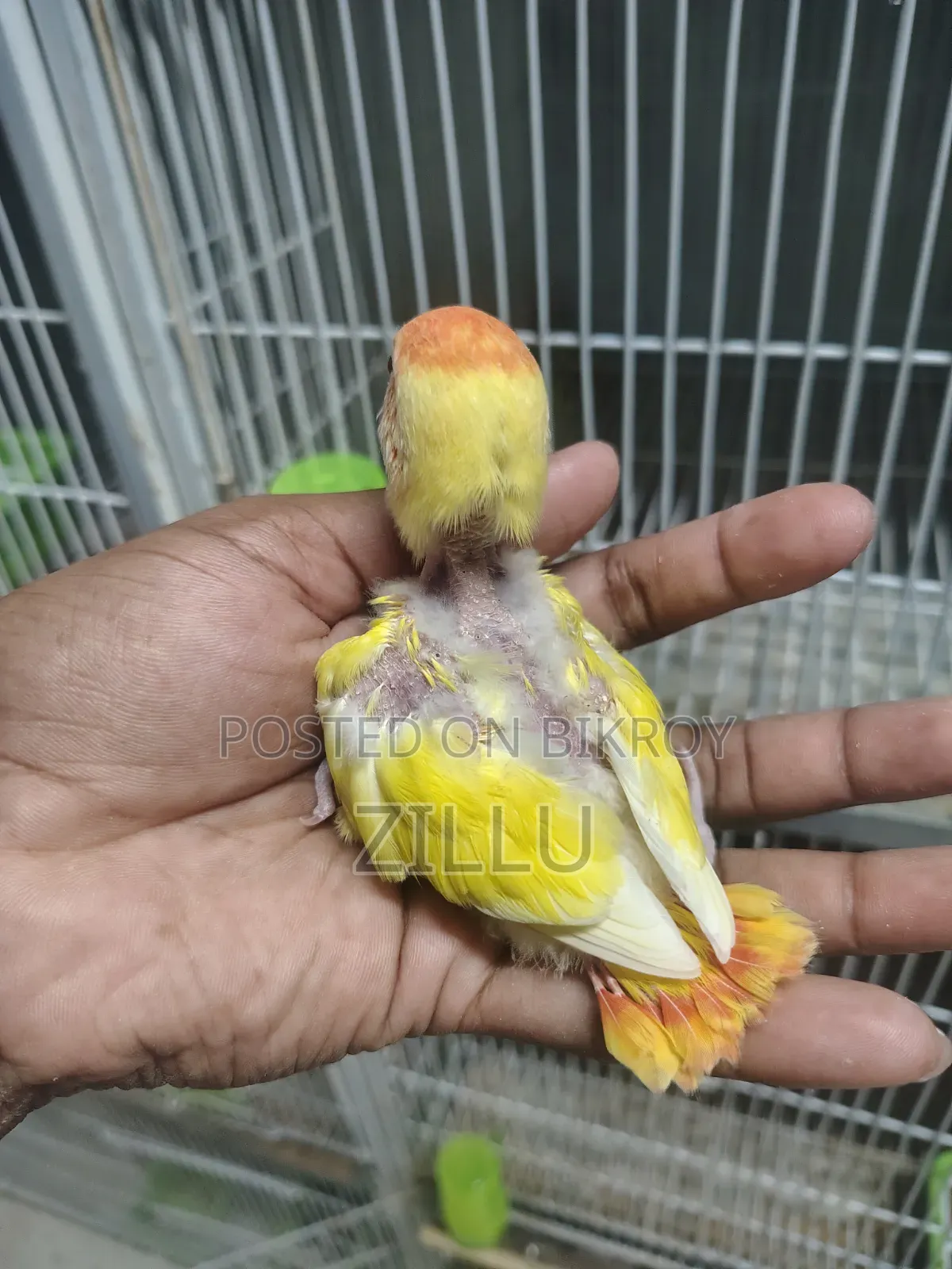Love Bird Lutino Opaline Ring Neck