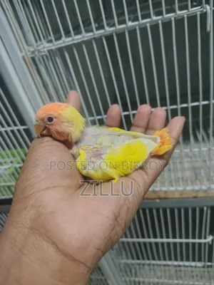 Love Bird Lutino Opaline Ring Neck