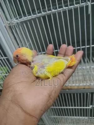 Love Bird Lutino Opaline Ring Neck