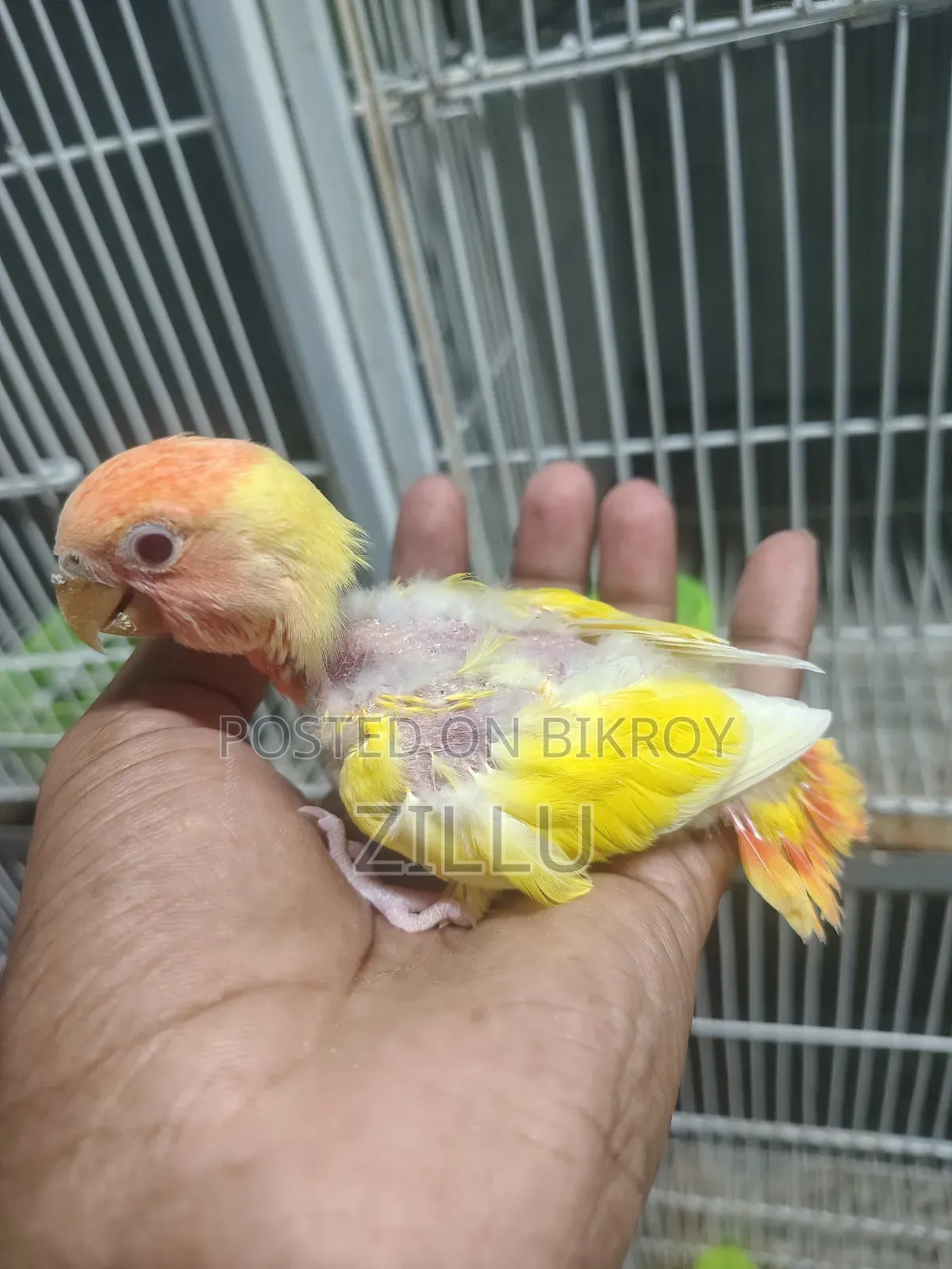 Love Bird Lutino Opaline Ring Neck