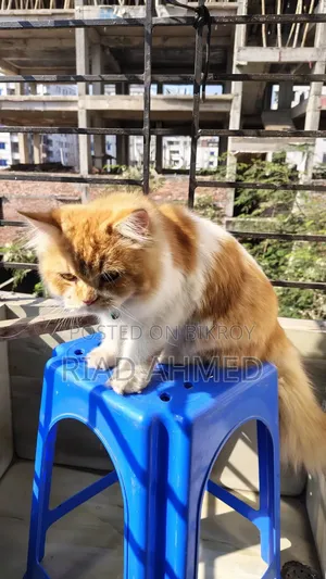 6-12 Months Male Purebred Persian