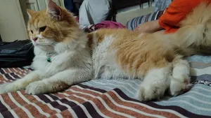 6-12 Months Male Purebred Persian