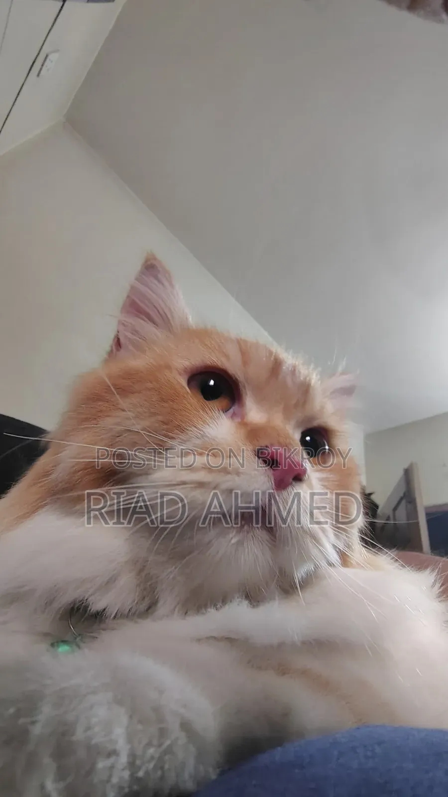 6-12 Months Male Purebred Persian