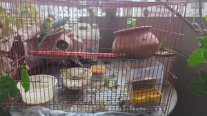 Budgies 2 Pair and Three Chicks