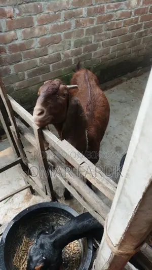 ছাগল বিক্রি করা হবে (বাচ্চা সহ)