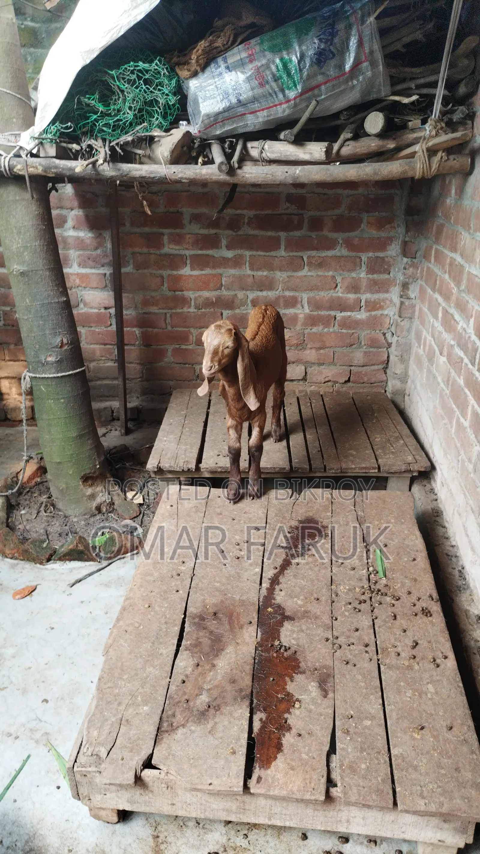 ছাগল বিক্রি করা হবে (বাচ্চা সহ)