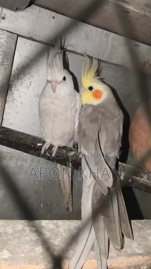 Cockatiel Bird