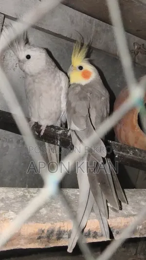 ককাটেল পাখি