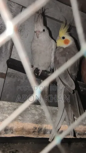 ককাটেল পাখি