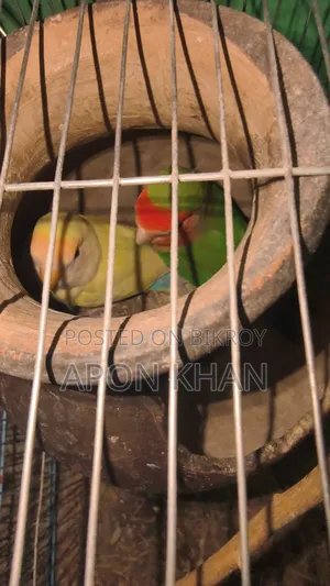 Love Bird Raning