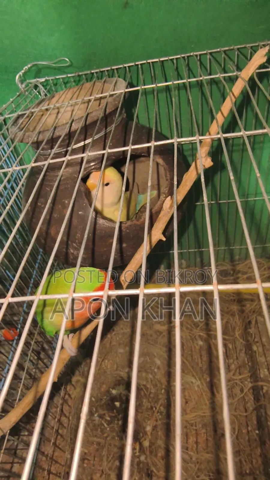 Love Bird Raning