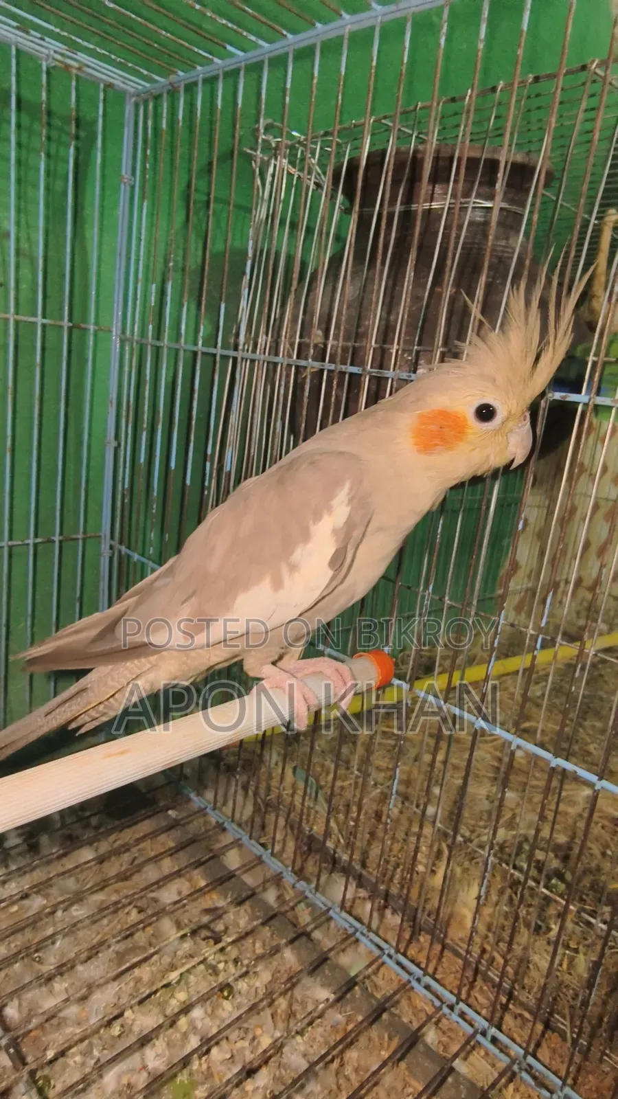 Cockatiel Bird