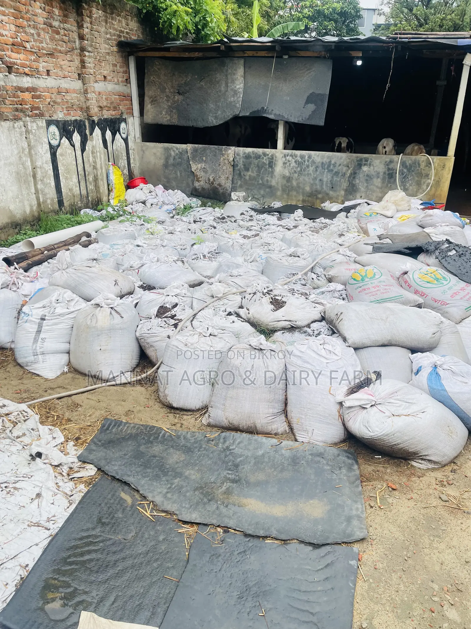সার করার জন্য গরুর গবর