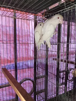Albino Lovebird 1 Pair