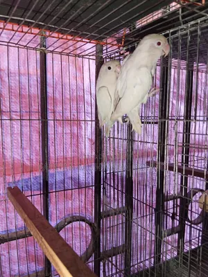 Albino Lovebird 1 Pair