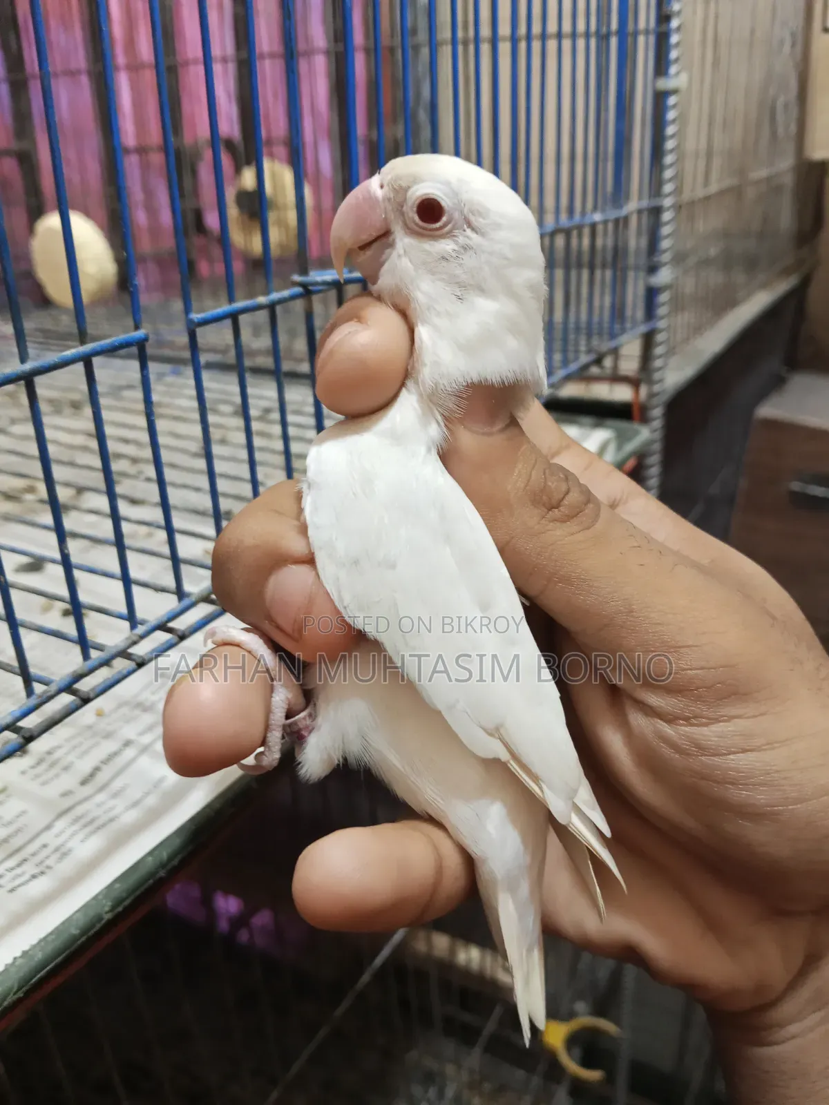 Albino Lovebird 1 Pair