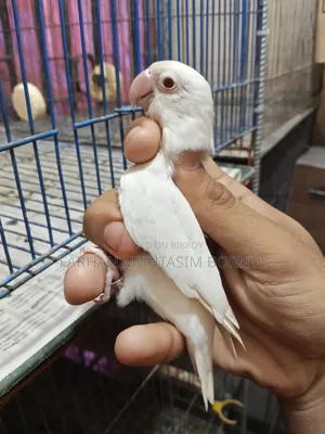 Albino Lovebird 1 Pair