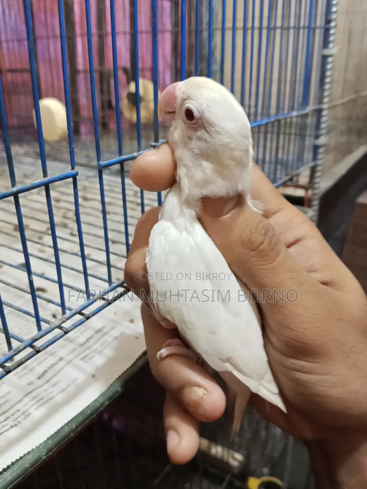 Albino Lovebird 1 Pair