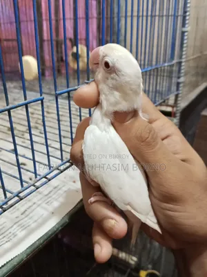 Albino Lovebird 1 Pair