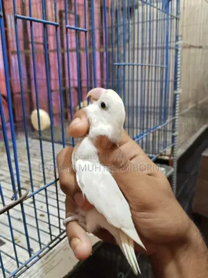 Albino Lovebird 1 Pair