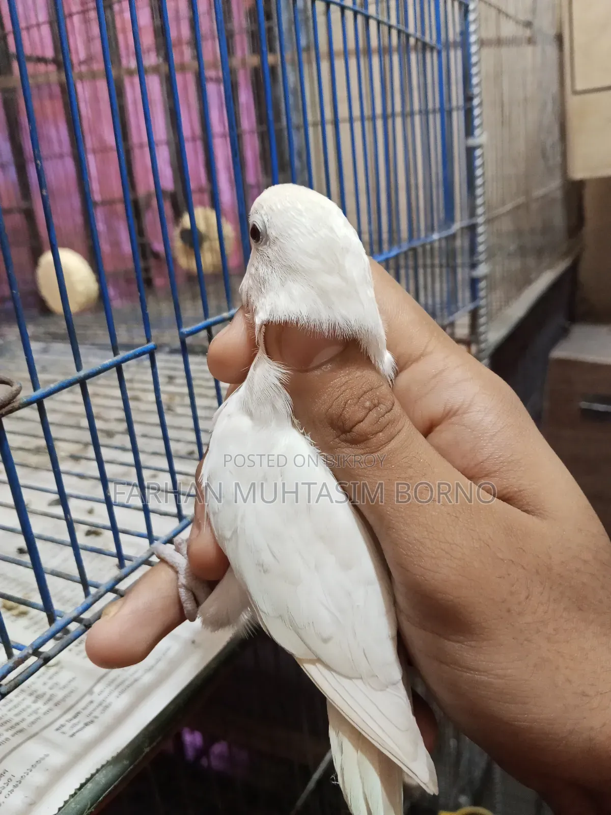 Albino Lovebird 1 Pair