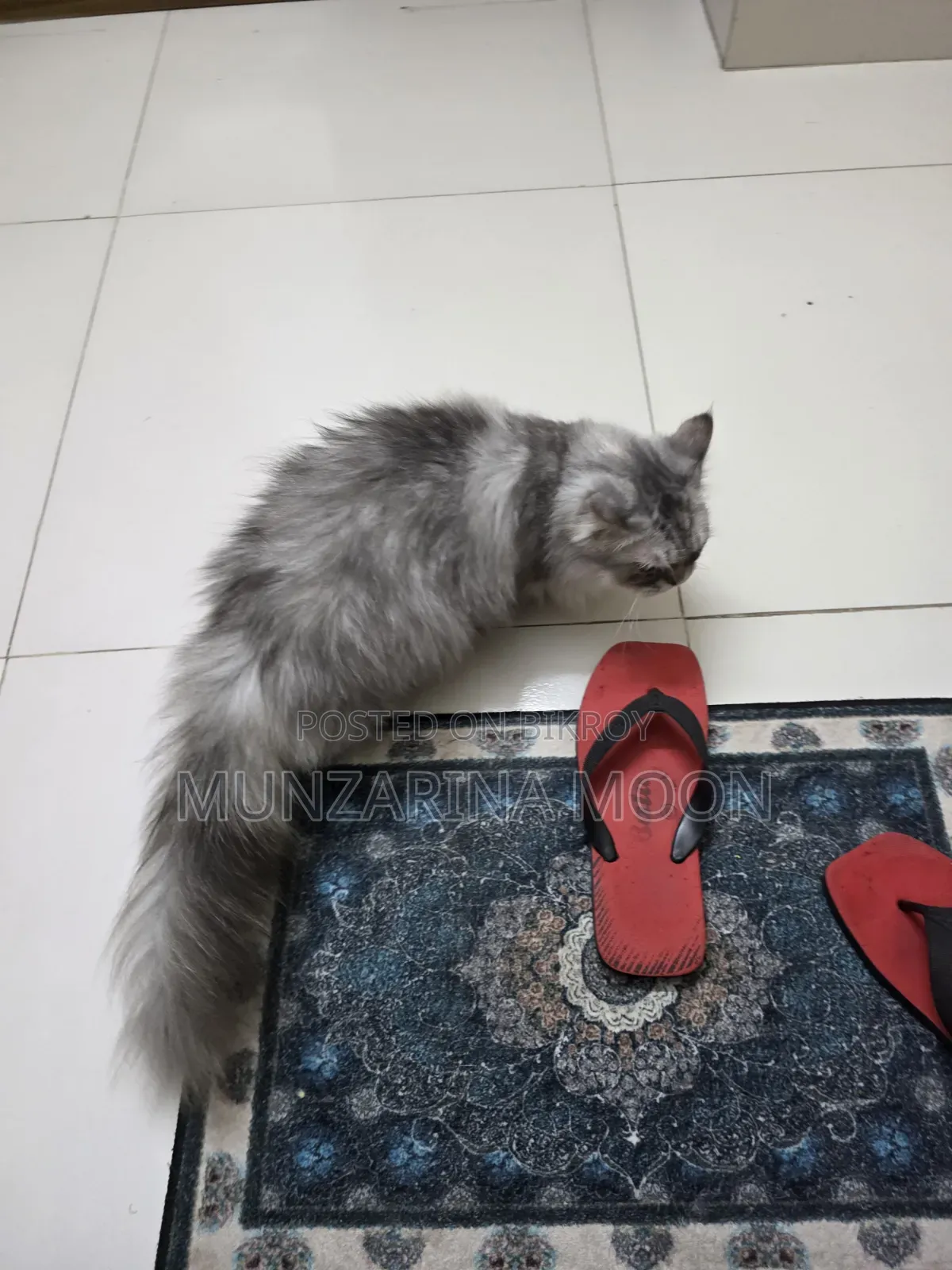 1+ Year Female Purebred Persian