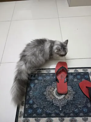 1+ Year Female Purebred Persian