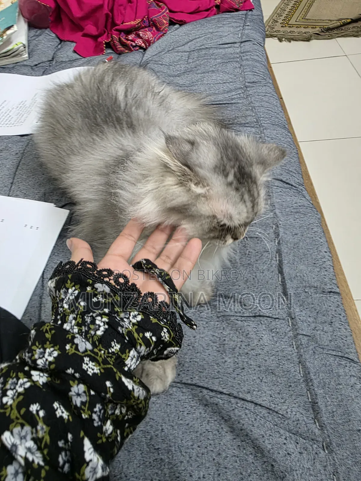 1+ Year Female Purebred Persian