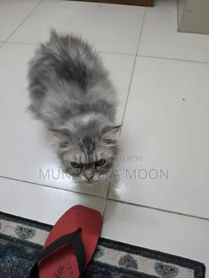 1+ Year Female Purebred Persian