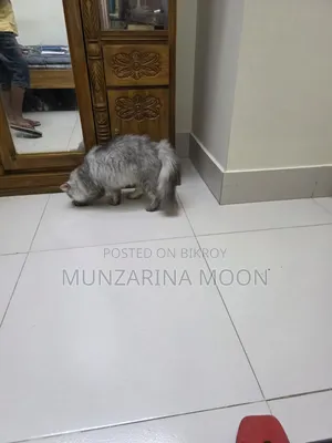 1+ Year Female Purebred Persian