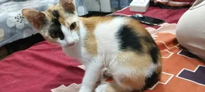 1-3 Months Female Mixed Breed Persian