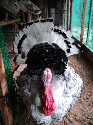 টার্কির বাচ্চা