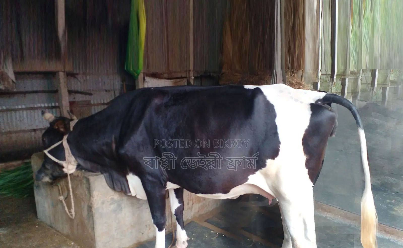 ১২৬১ নং গাভী গরু বিক্রয় হবে ।