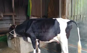 ১২৬১ নং গাভী গরু বিক্রয় হবে ।