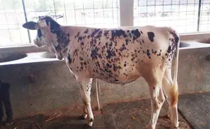 High-quality bull calf for sale. (No. 1262)