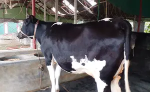 ১২৬৩নং পোষার জন্য গাভী কিনুন ভালো হবে।