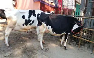 ১২৬৪ নং উন্নত জাতের ২টি গাভী বিক্রয় হবে দুধের পরিমান অনেক বেশী ।
