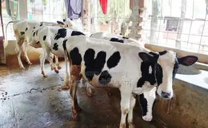 4 Heifer calves number 1265 for sale at a low price.
