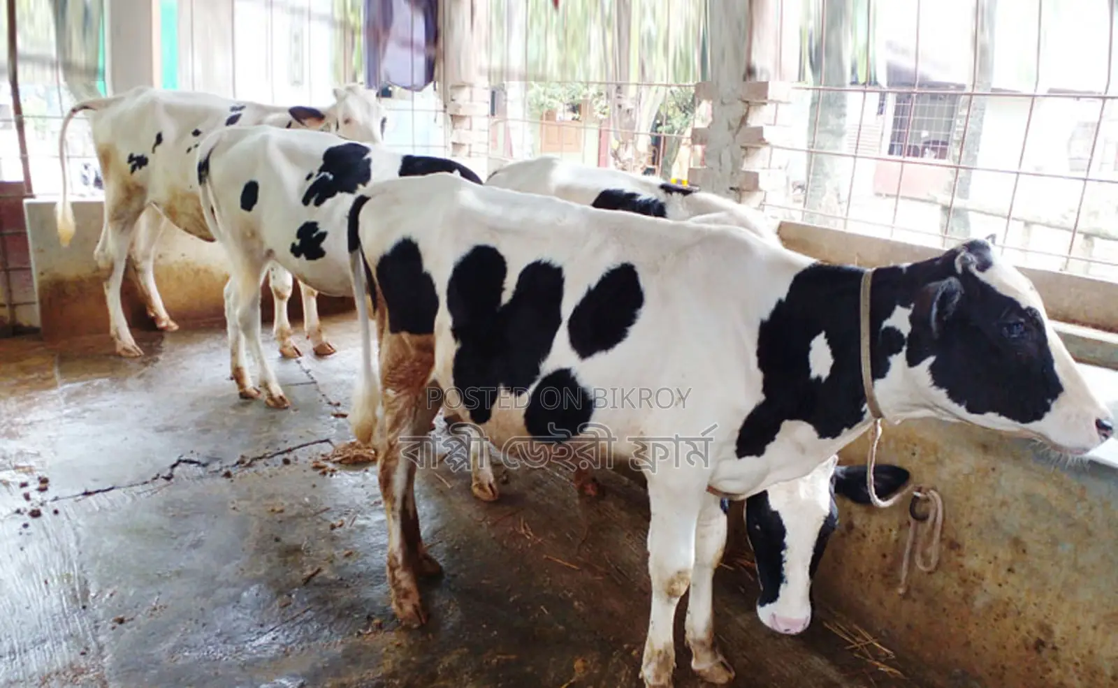 4 Heifer calves number 1265 for sale at a low price.
