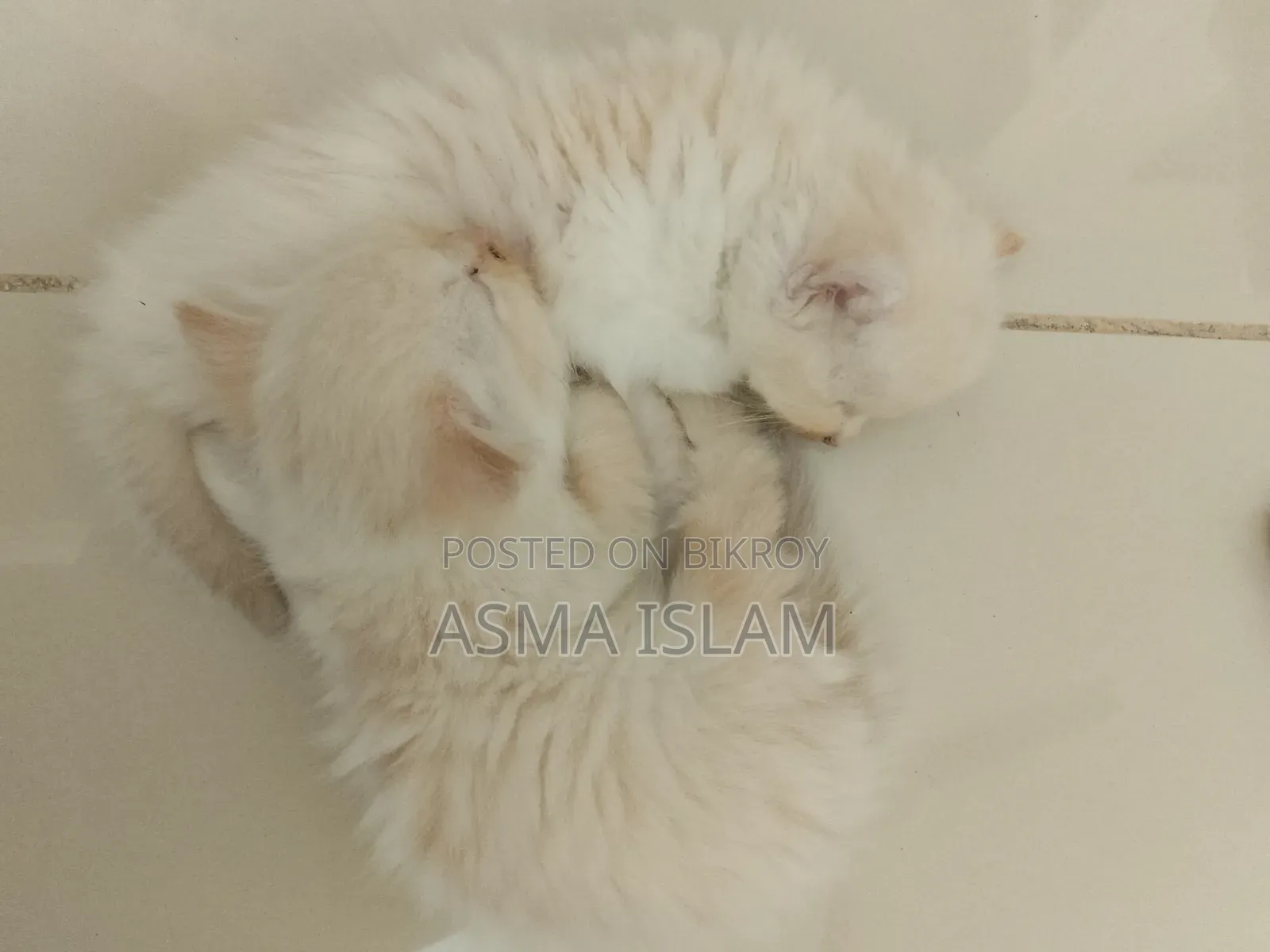 1-3 Months Male Purebred Persian