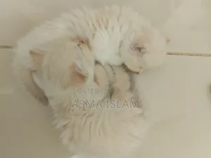 1-3 Months Male Purebred Persian