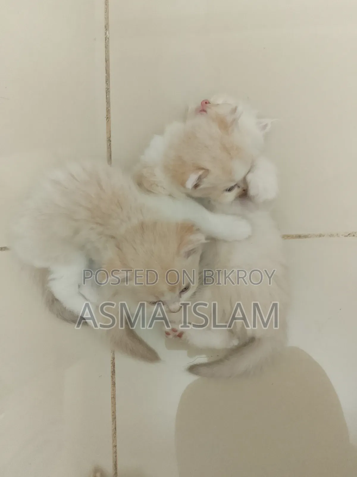 1-3 Months Male Purebred Persian