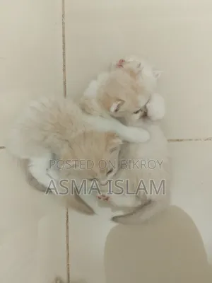 1-3 Months Male Purebred Persian