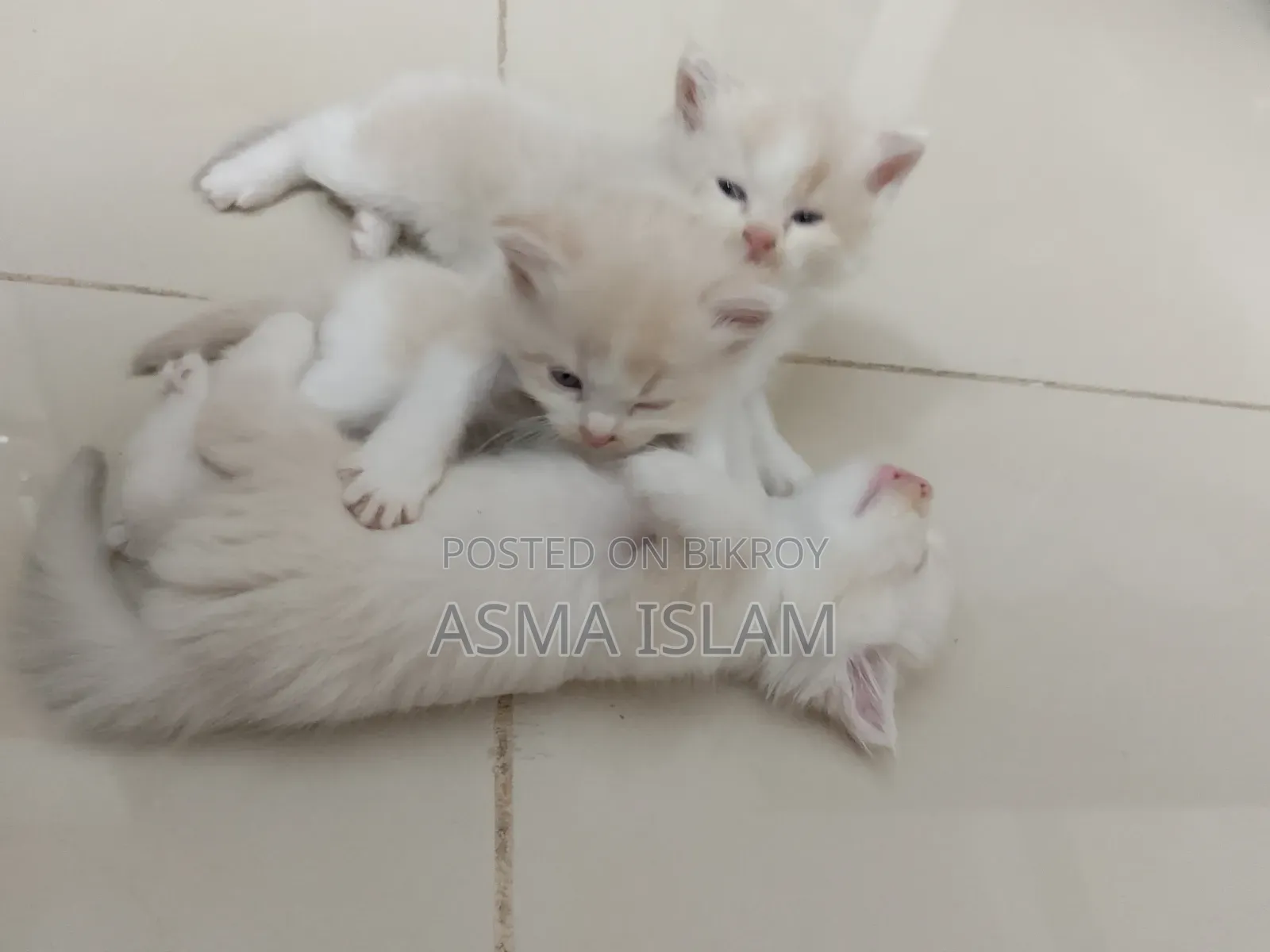 1-3 Months Male Purebred Persian