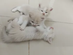1-3 Months Male Purebred Persian