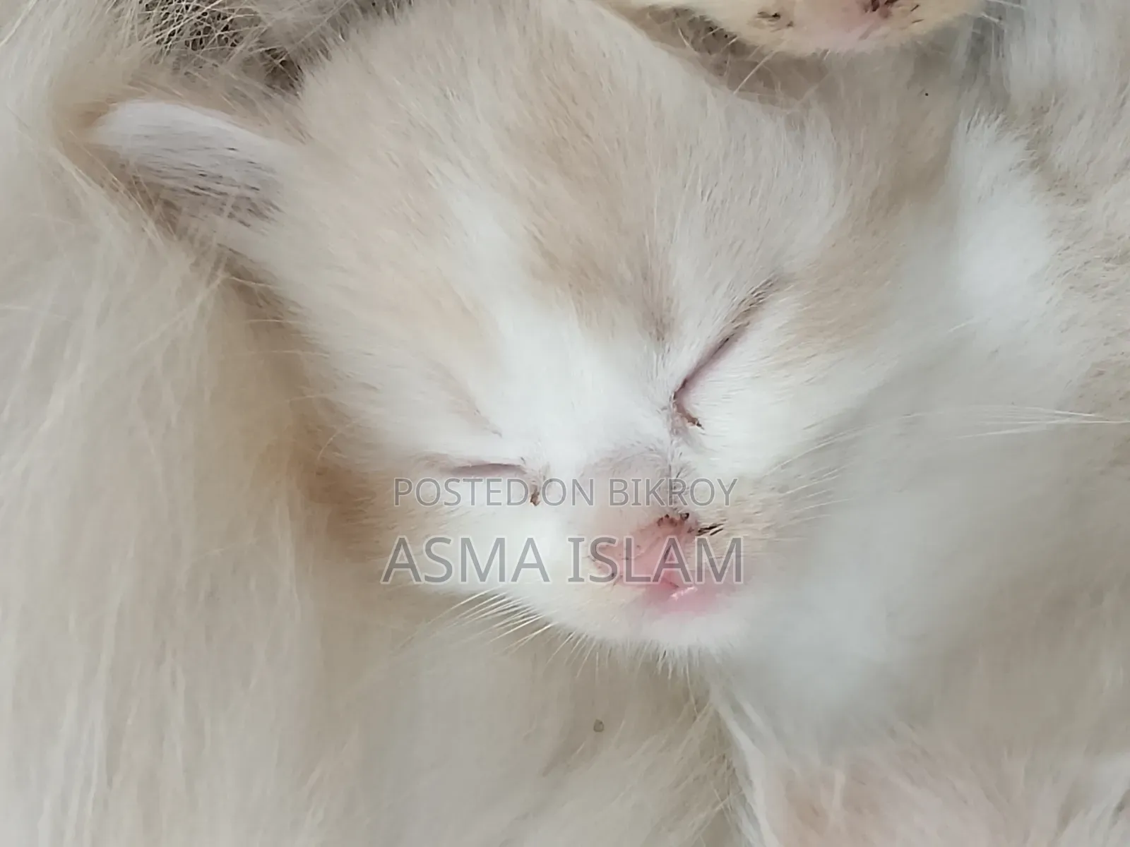 1-3 Months Male Purebred Persian