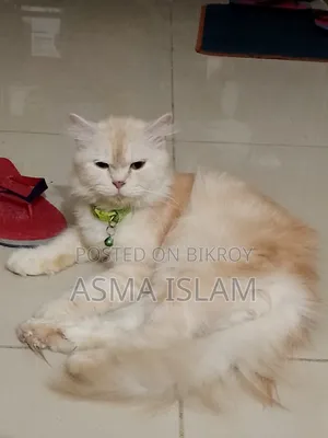 1+ Year Female Purebred Persian