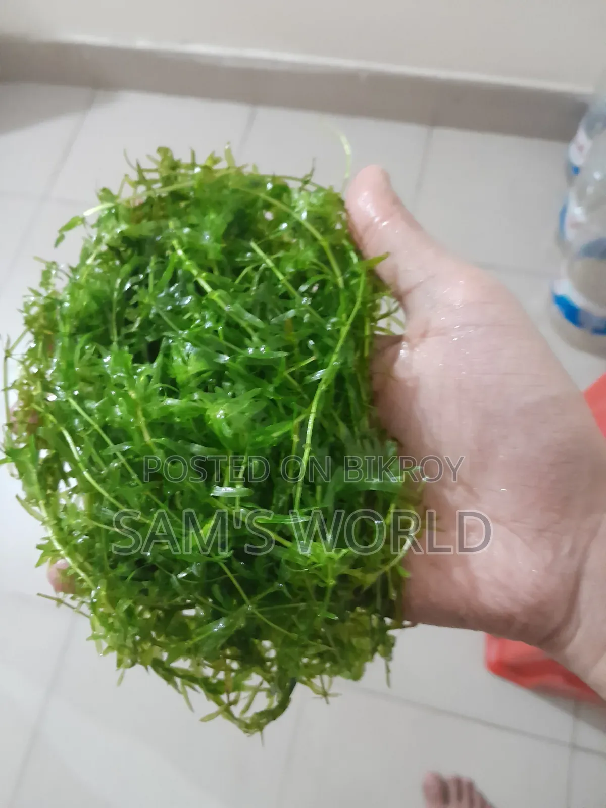ফ্রেশ ডেনসা | লাইভ অ্যাকোয়ারিয়াম প্লান্ট | ফ্রাই সেফ প্লান্ট