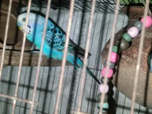 3 Pairs of Running Birds for Sale, 5 Classic and 1 Lutino Red Eye